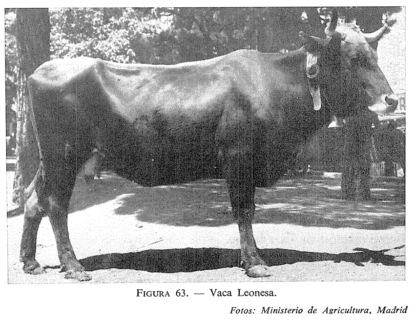 Pérdidas, desapariciones y olvidos: la mantequera leonesa (i)