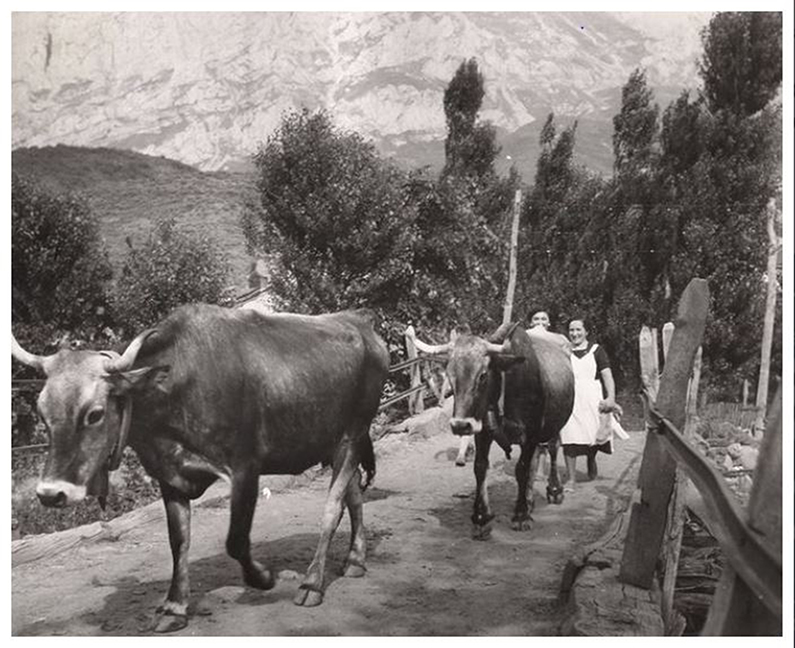 Pérdidas, desapariciones y olvidos: la mantequera leonesa (y ii)