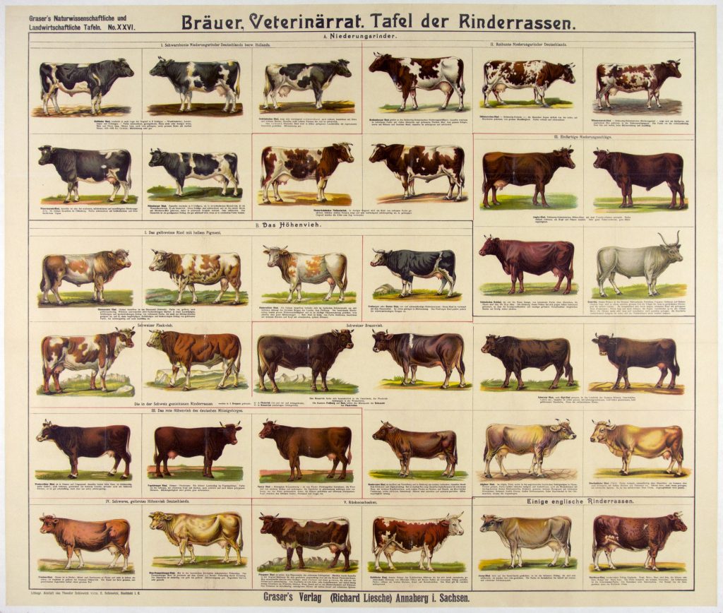 Vacas, pedos y cambio&nbsp;climático