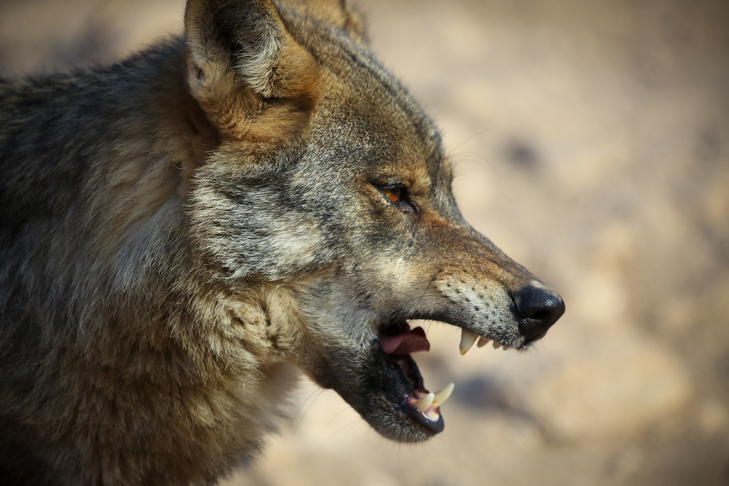 Con respecto a la caza, el lobo y la ganadería