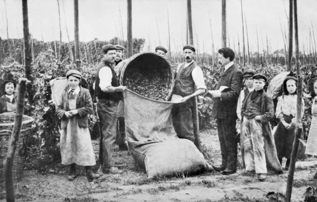 Unas notas sobre la historia del lúpulo en León (2/3)