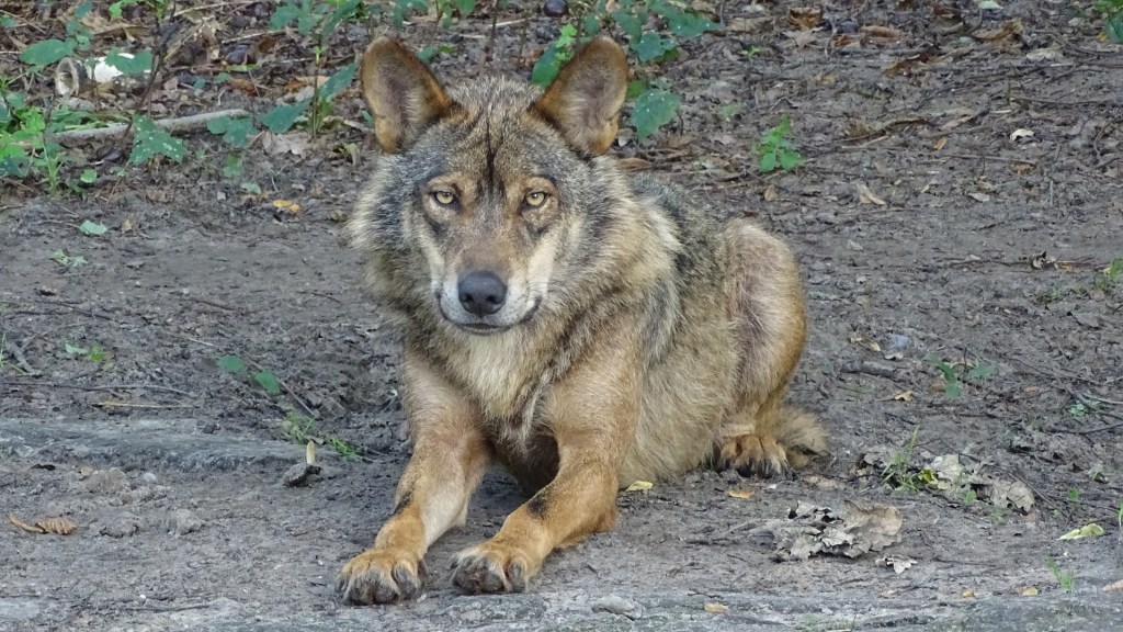 Reflexiones sobre la prohibición de la caza del&nbsp;lobo
