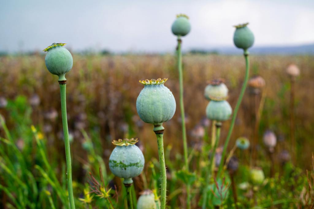 Pérdidas, desapariciones y olvidos: el cultivo de adormidera en la provincia de León.